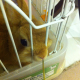 Image for article titled A Visit to Japan's Bunny Cafes